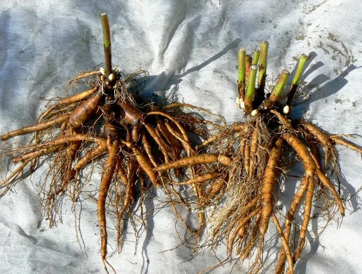 Лилейник Си Фоам