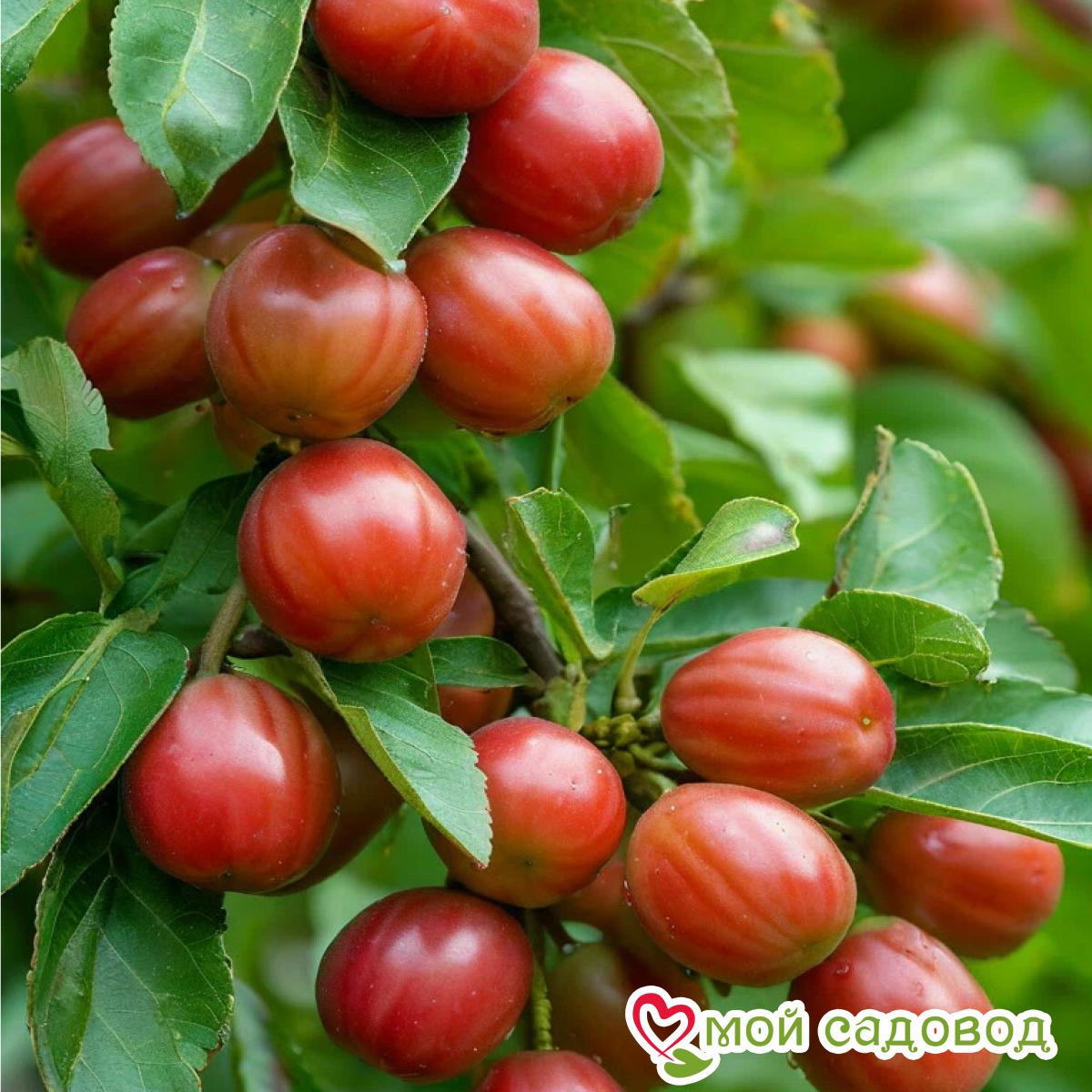 Зизифус Конфетный